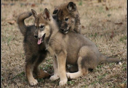 Adorable Siblings - dogs, pups, wolves, animals