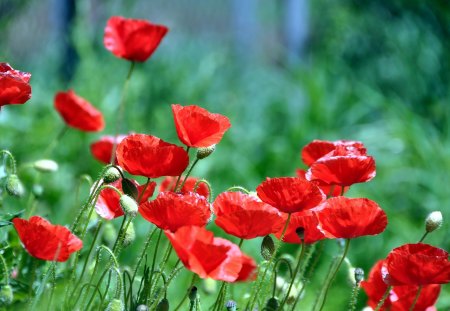 *** Red poppies *** - red, flower, poppies, flowers, nature