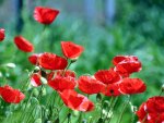 *** Red poppies ***