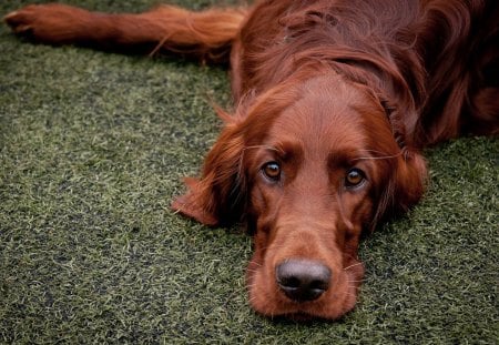 *** Red setter *** - setter, dog, red, animals, animal, dogs