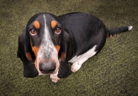 *** Basset *** - basset, animals, dog, dogs, animal