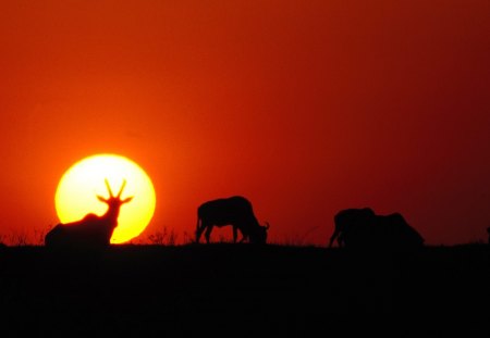 Antelope Sunrise - red, dark, sunset, deer