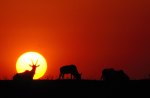 Antelope Sunrise