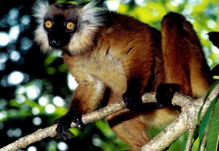 Black Lemur Malagasy - trees, lemur, forest, monkey