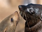 Cape Fur Seals