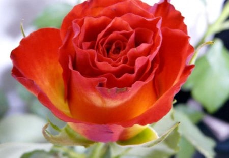 Red Rose - red, flower, petals, nature