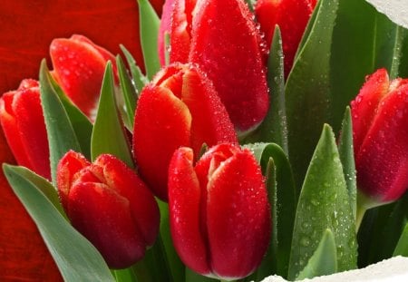 Pretty tulips