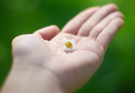 Flower in Hand - palm, in, flower, hand