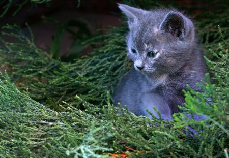 Grey - cat, grey, animals, cats