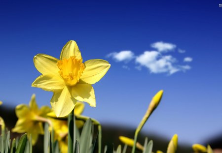 The Pretty Daffodils - flowers, clouds, nature, spring, petals, daffodil, sky