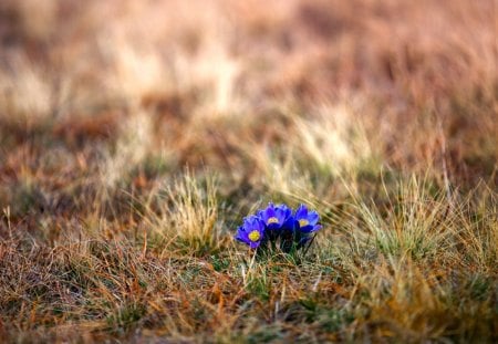 Tiny Flowers - nature, blue flowers, blue, flowers, grass