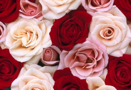 ~Fragrant Roses~