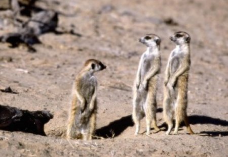 Meerkats South Africa - hungry, desert, talk, meerkats