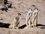 Meerkats South Africa