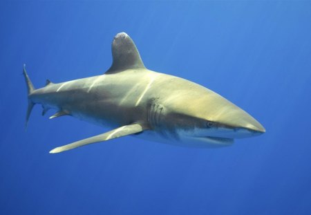 underwater life - water, shark, sea, blue