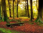 Bench in Forest