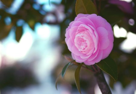 Rose - leaf, flower, nature, rose