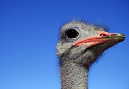 Ostrich Africa - bird, ostrich, blue, sky