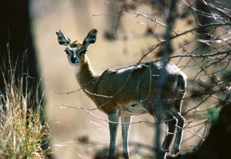 Spied Klipspringer - klipsringer, animal, forest, tress