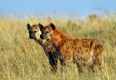 Spotted Hyenas - sky, forest, grass, hyenas