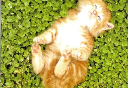 Kitten laying on the grass - laying, kitten, cute, grass, paws