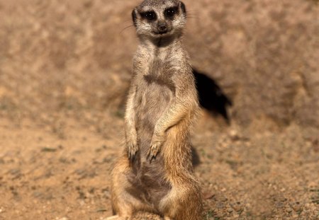 You Looking - sand, desert, animal, cute