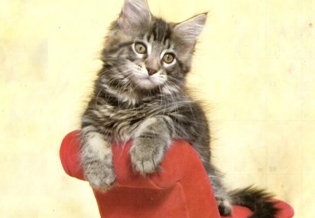 Kitten on a stuffed chair