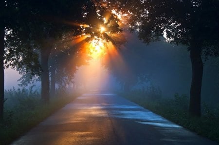 country road in morning mist - road, sunbeams, trees, mist, sunrise