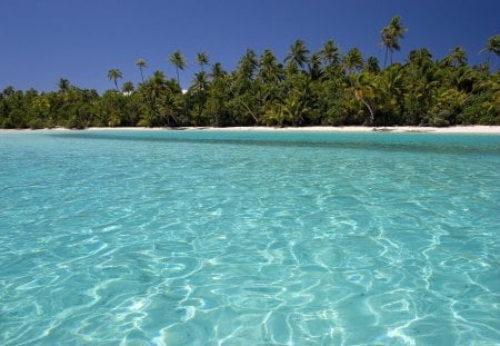 Paradise! - water, summer, blue, beach, green, paradise, palm tree