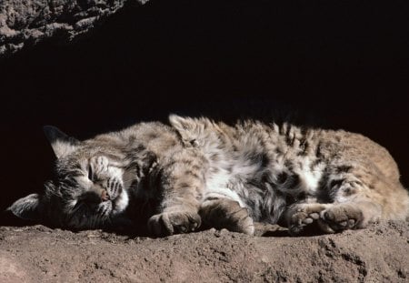 Afternoon Snooze - cat, afternoon, dream, sleep