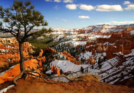 beautiful bryce canyon in winter - pillars, winter, tree, canyon