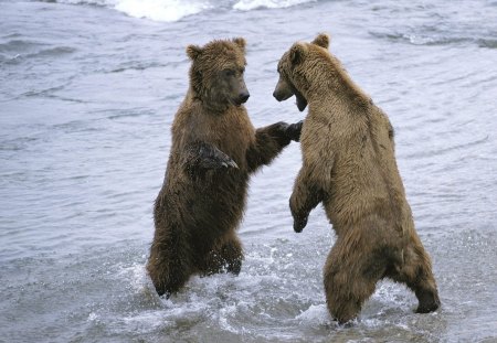 Bear Boxing - fun, bear, snow, boxing