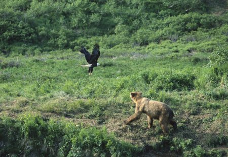 Brown Bear - bear, alaska, egale, run, fly