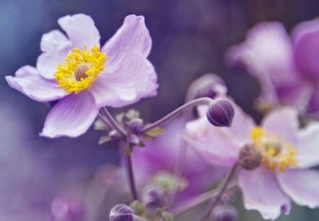 Flowers - summer, field, bud, spring, white, nature, yellow, pink, flower