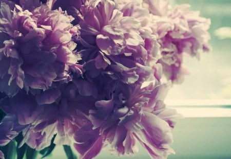 Peonies - may, summer, bouquet, spring, purple, pink, peony, green, flower