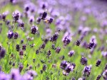 Lavender field