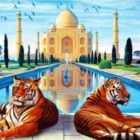 Indian Tigers