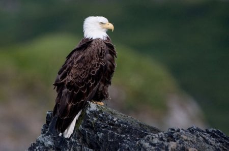 The Eagle - sitting, bald eagle, majestic, raptor