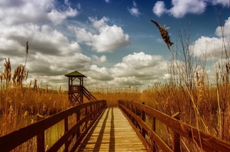 Path to the Sea - clouds, grain, wood, landscape, sky