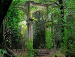 Forests ruins