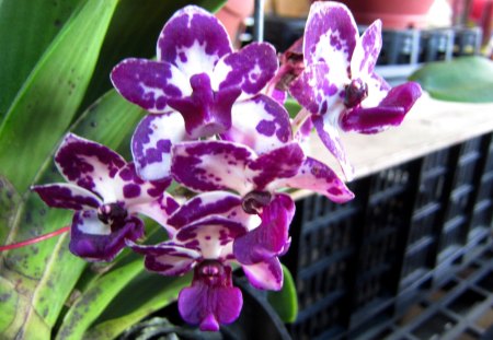 Pretty orchid - Pretty, orchid, flower, beautiful