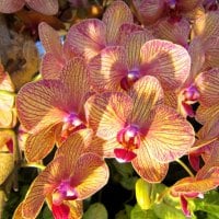 Lovely orchids