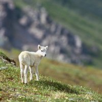 Dall Sheep