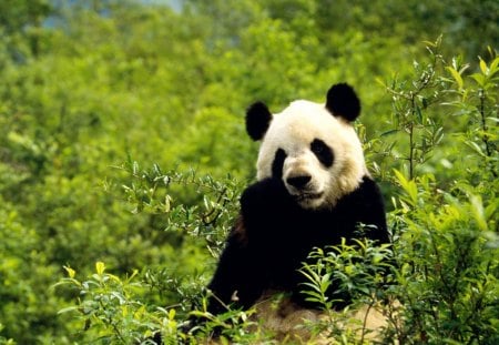 Giant Panda - forest, panda, plant, green