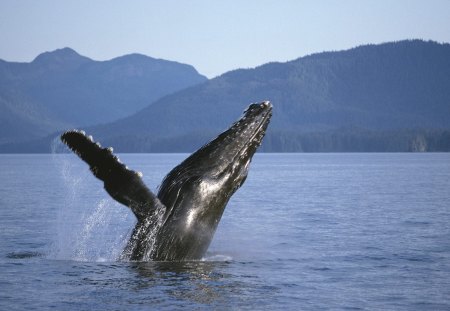 Humpback Whale - whale, sea, fly, sky