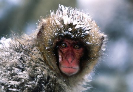 Its A Little Chilly - snow, chill, snow monkey, winter