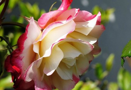 Fresh   beautiful  rose - delicate, beauty, colors, freshness, petals, natural, flowers, fresh, nature, bicolor, soft, garden, rose