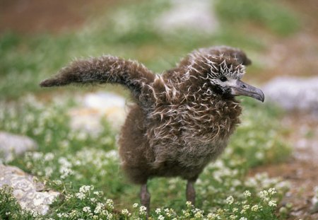 Laysan Albatross - bird, laysan, midway, island