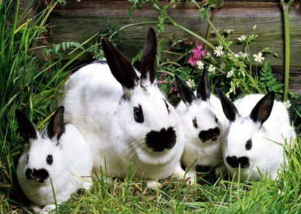 Rabbits Family - white, rabbits, nature, green, family, photo