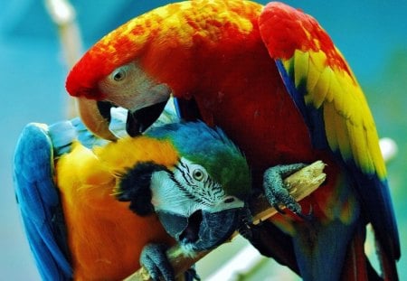 parrots